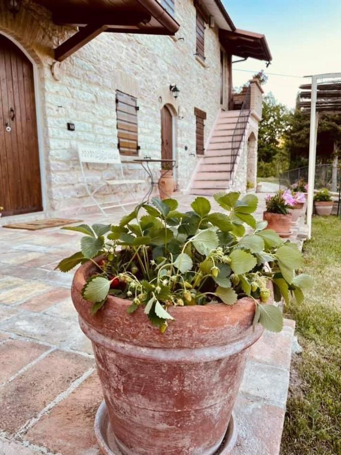 B&B Il Poggetto Serra Sant'Abbondio ภายนอก รูปภาพ