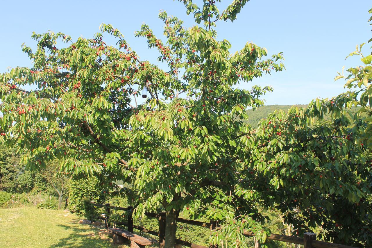 B&B Il Poggetto Serra Sant'Abbondio ภายนอก รูปภาพ